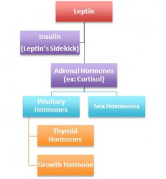 Leptine et autres hormones