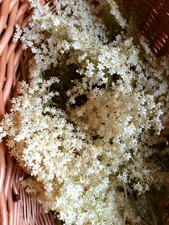 sirop de fleurs de sureau