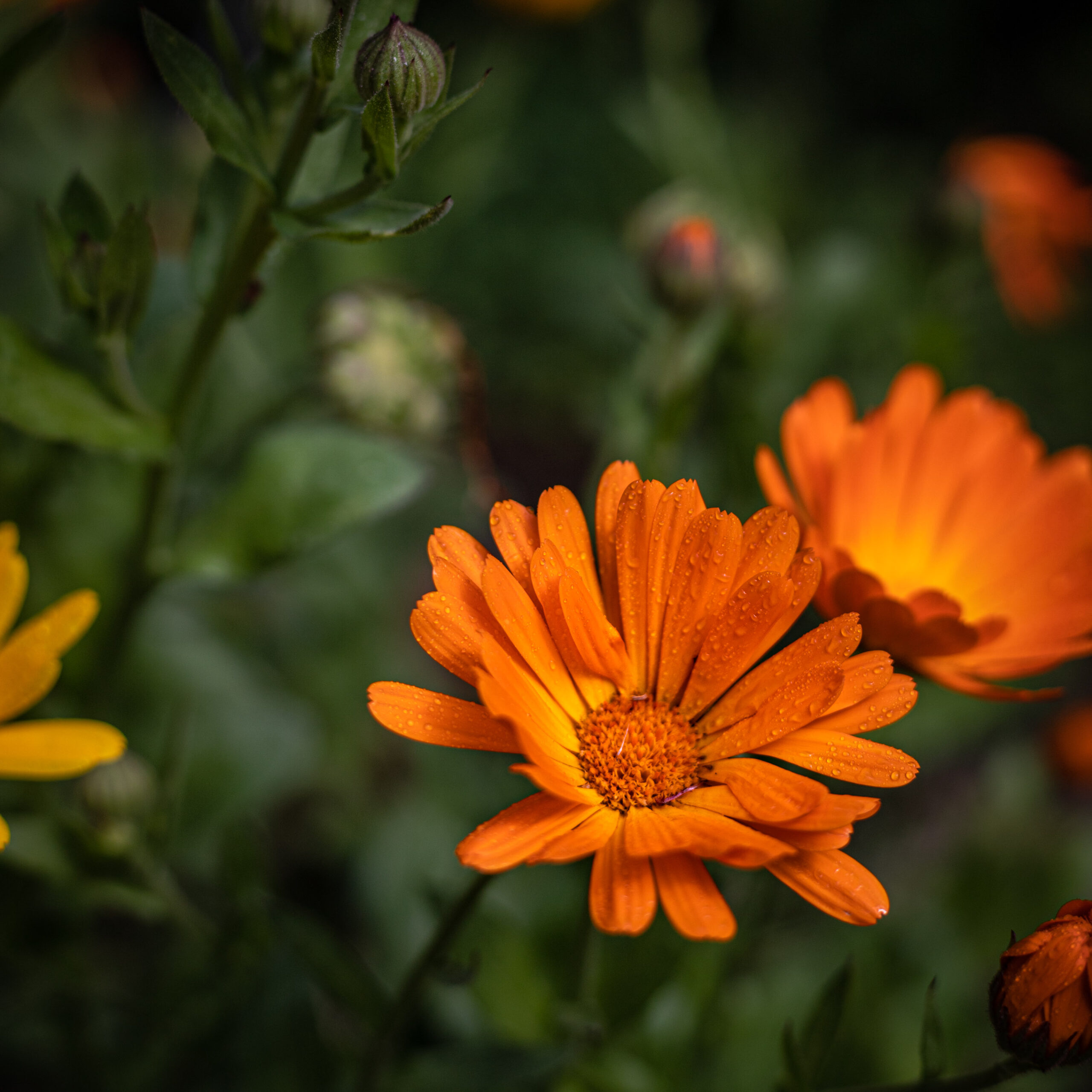 Baume au calendula - recette DIY