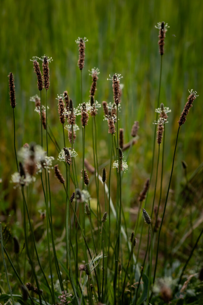 Huile cicatrisante au plantain