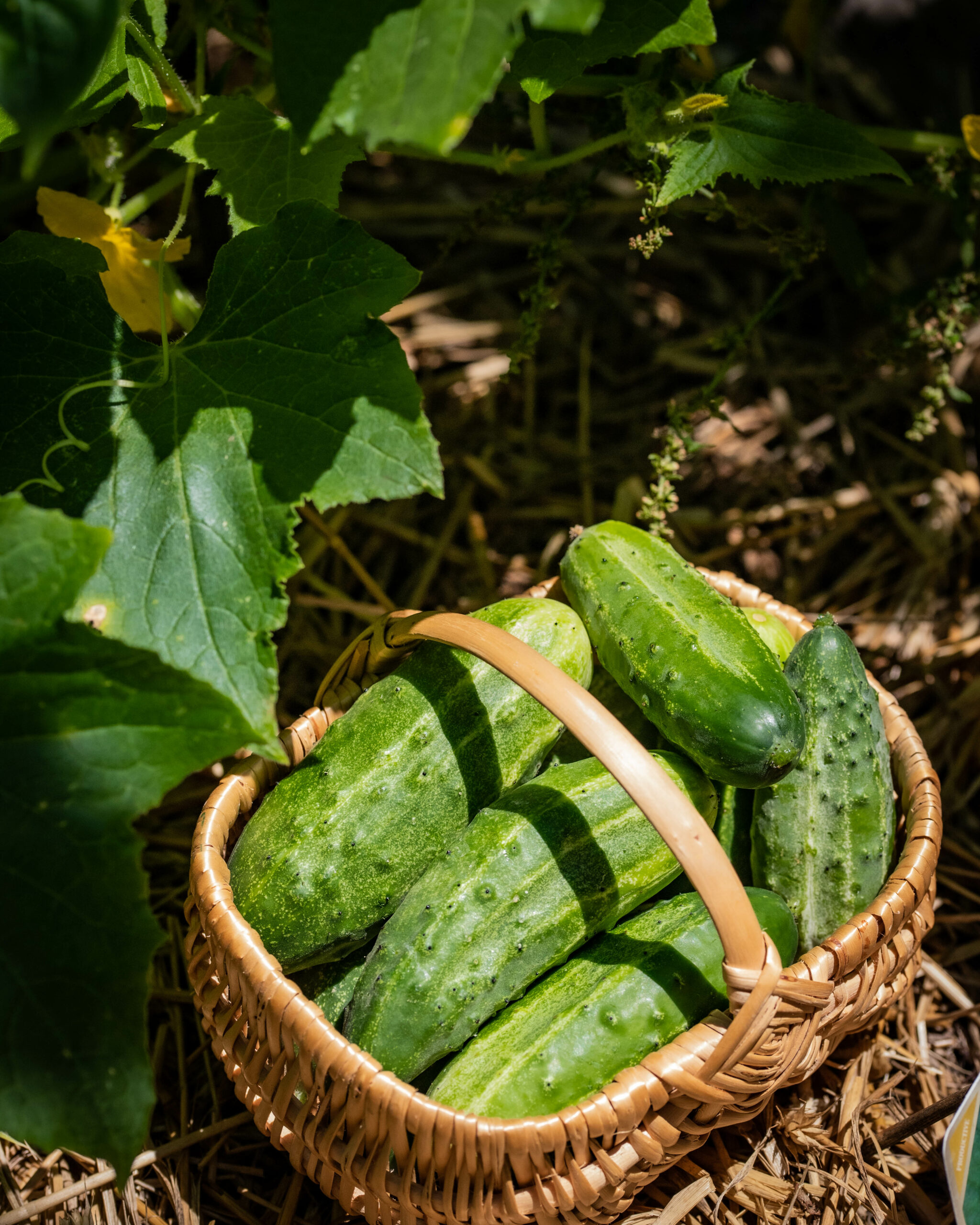 Cornichons aigres-doux maison - Gabriella Tamas