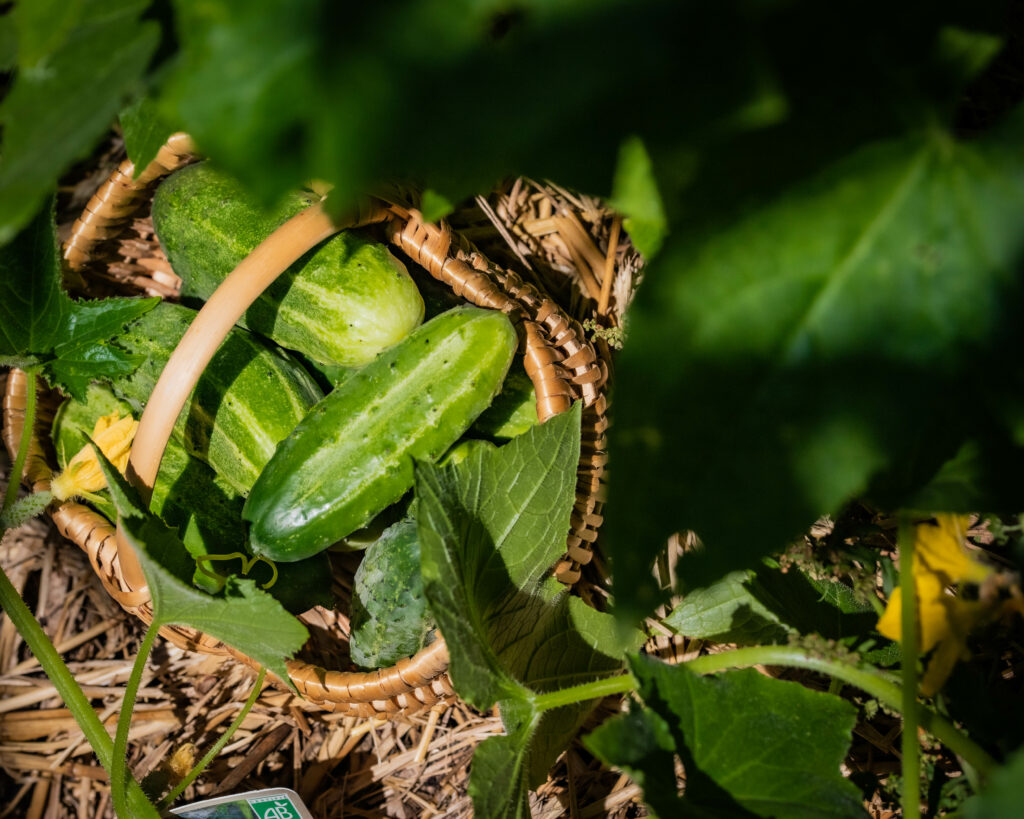 Cornichons aigres-doux maison - Gabriella Tamas