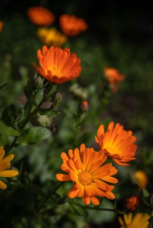 Baume au calendula - recette DIY