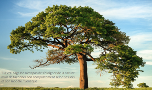 arbre-seneque